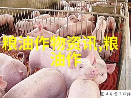 足不出户 残疾人养猪脱贫致富